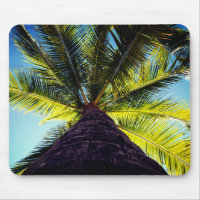 Tropical Palm Tree