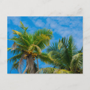 Tropical Palm Trees and Coconuts Postcard