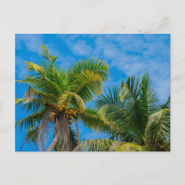 Tropical Palm Trees and Coconuts Postcard (Front)