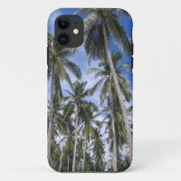 Tropical Palm Trees