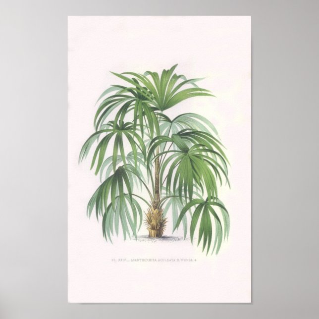 tropical palms, palm tree poster (Front)