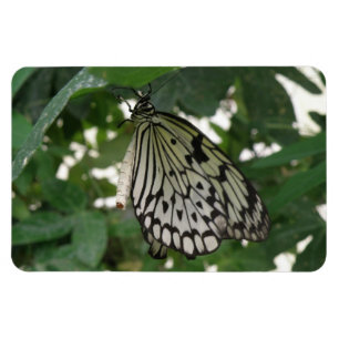 Tropical Paper Kite Butterfly Flexi Magnet