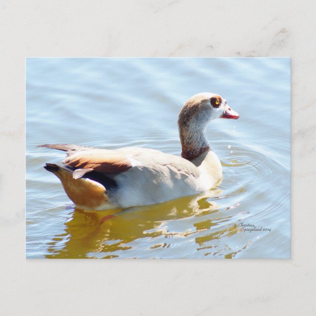 Tropical Paradise Duck Postcard (Front)