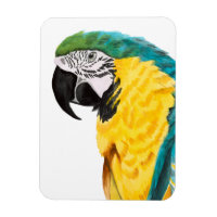 Tropical Parrot Bird