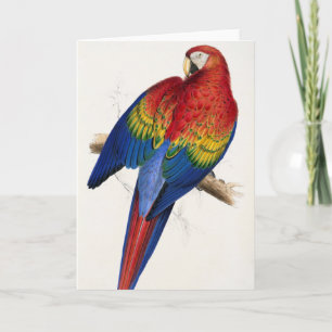 Tropical Parrot Greeting Card