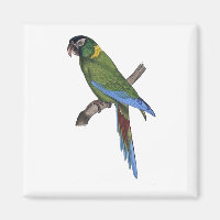 Tropical Parrot Painting for Bird or Beach Lovers