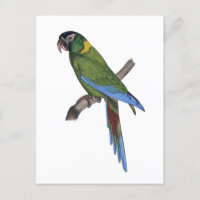 Tropical Parrot Painting for Bird or Beach Lovers