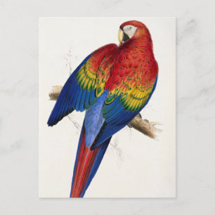 Tropical Parrot Postcard