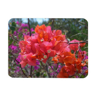 Tropical Pink Bougainvillea Island Floral Magnet