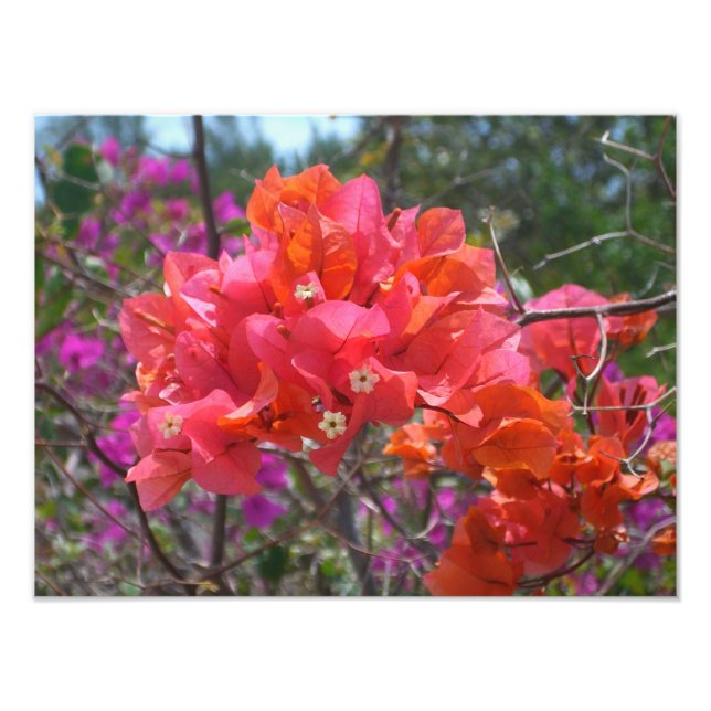 Tropical Pink Bougainvillea Island Floral Photo Print (Front)