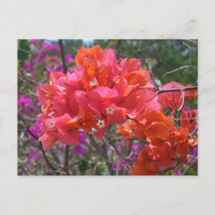 Tropical Pink Bougainvillea Island Floral Postcard