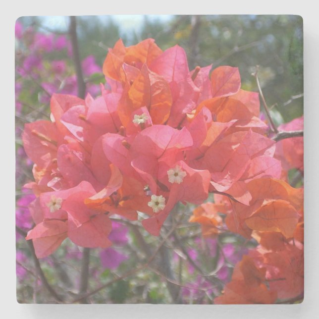 Tropical Pink Bougainvillea Island Floral Stone Coaster (Front)
