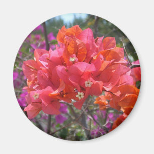 Tropical Pink Bougainvillea Magnet