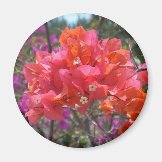 Tropical Pink Bougainvillea Magnet