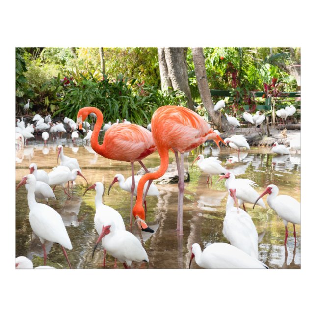  Tropical Pink Flamingo Nature Pictures Photo Print (Front)