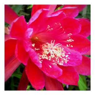 Tropical Pink Flower Photo Poster