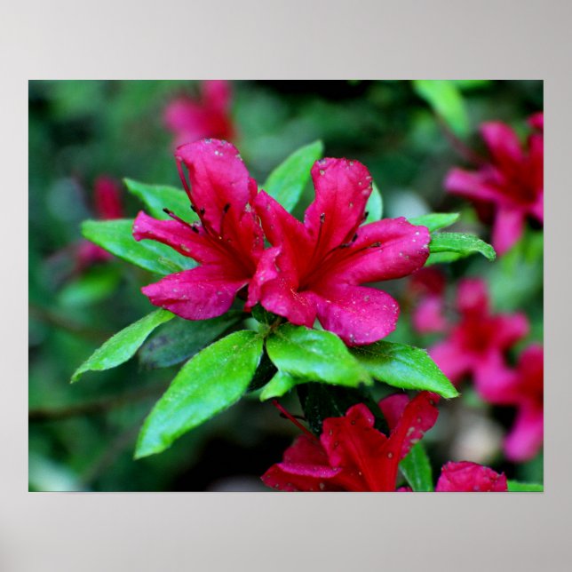 Tropical Pink Flowers Poster (Front)