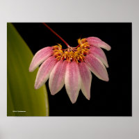 Tropical Pink Orchid