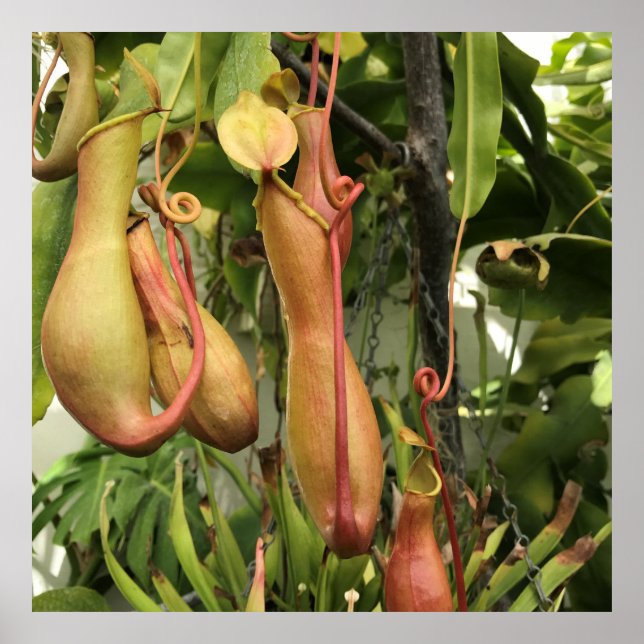 Tropical Pitcher Plant Poster (Front)