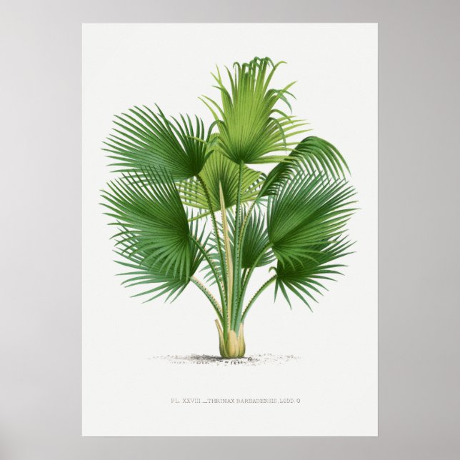 Tropical plant,Plant illustration vintage art ポスター Poster (Front)