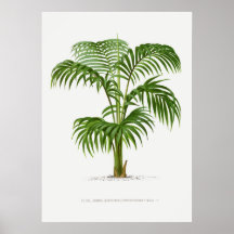 Tropical plant,Plant illustration vintage art ポスター