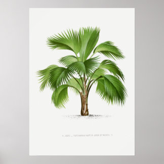 Tropical plant,Plant illustration vintage art ポスター Poster