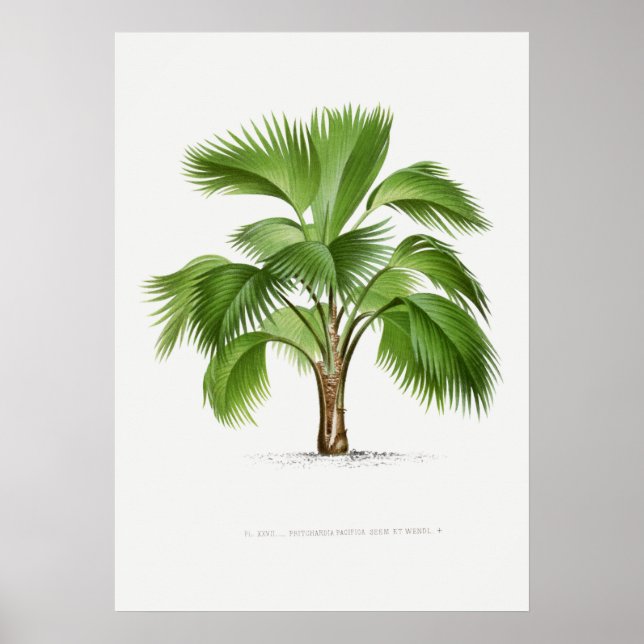 Tropical plant,Plant illustration vintage art ポスター Poster (Front)