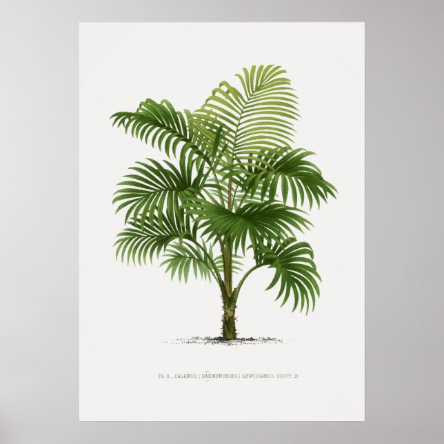 Tropical plant,Plant illustration vintage art ポスター Poster (Front)