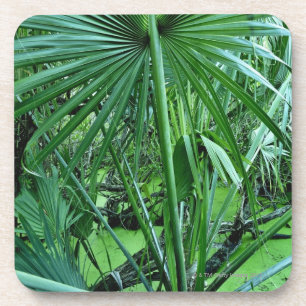 Tropical plants in salt pond coaster