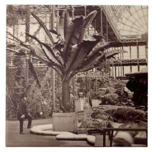 Tropical Plants in the Egyptian Room, Crystal Pala Tile