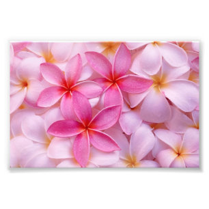 Tropical Plumeria Flowers Photo Print