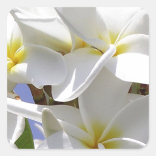 Tropical Plumeria Flowers Square Sticker