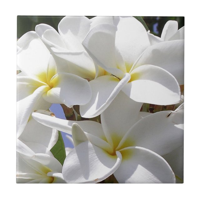Tropical Plumeria Flowers Tile (Front)