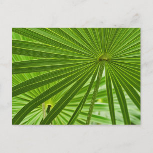 Tropical Postcard