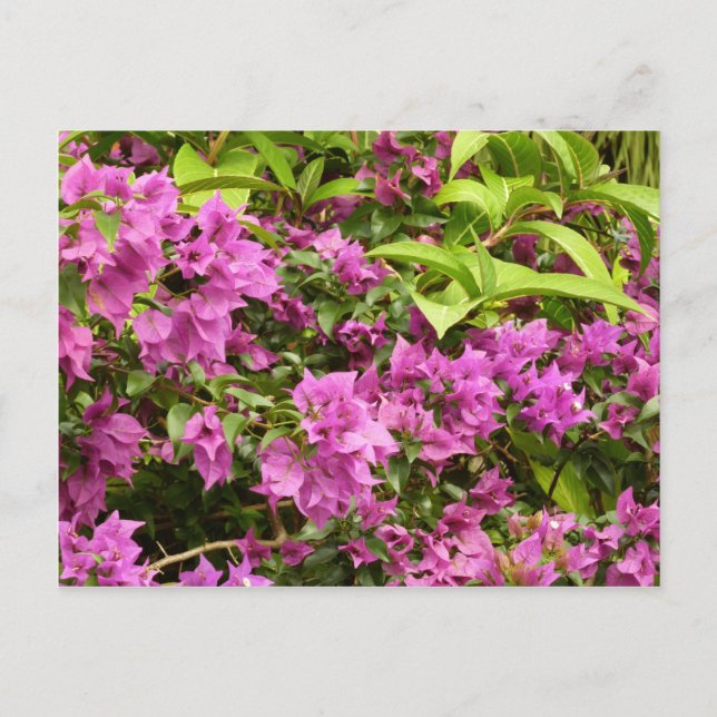 Tropical Purple Bougainvillea Floral Postcard (Front)