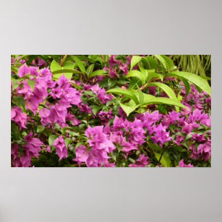 Tropical Purple Bougainvillea Floral Poster