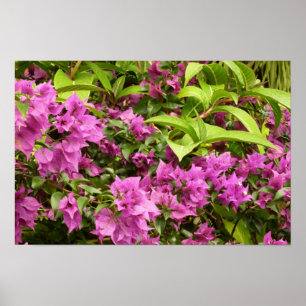 Tropical Purple Bougainvillea Floral Poster