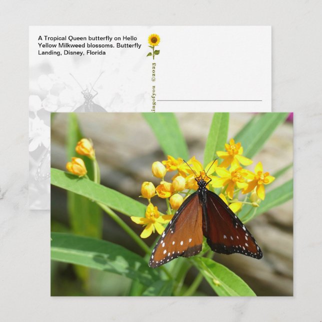 Tropical Queen Butterfly, FL - postcard (Front/Back)