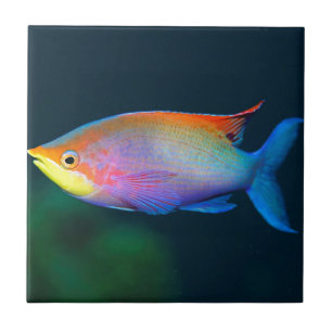 TROPICAL RAINBOW FISH WALL TILE OR TRIVET