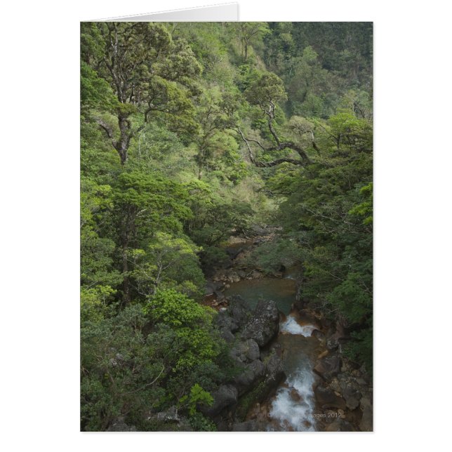 Tropical Rainforest, Miravalles, Cordillera de (Front)