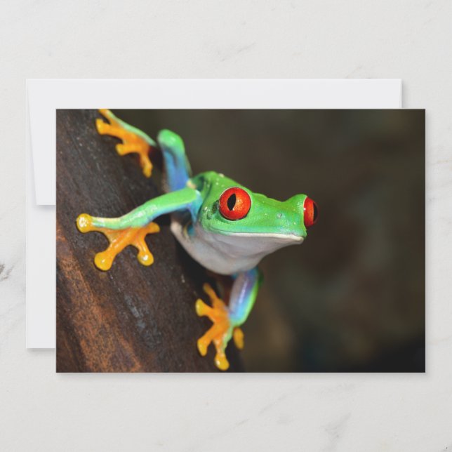 Tropical Red Eye Frog - Agalychnis Callidryas (Front)