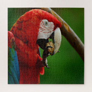 Tropical Red Parrot Jigsaw Puzzle