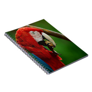 Tropical Red Parrot Notebook