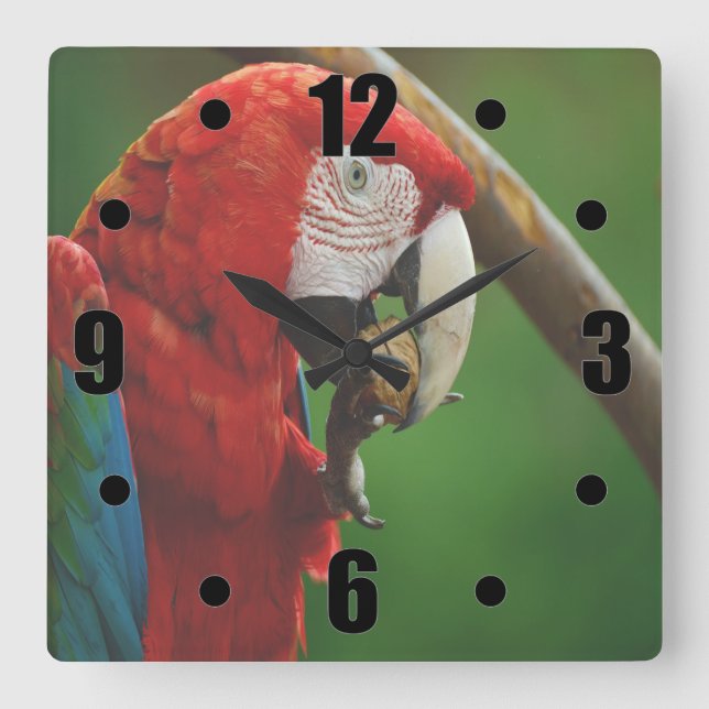 Tropical Red Parrot Square Wall Clock (Front)