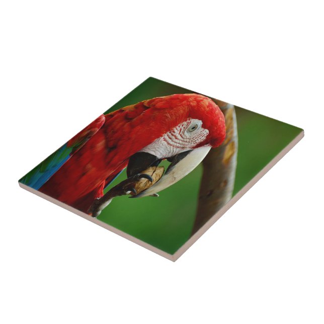 Tropical Red Parrot Tile (Side)