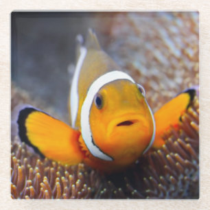 Tropical reef fish - Clownfish Glass Coaster