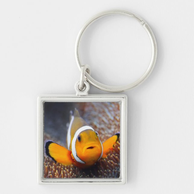 Tropical reef fish - Clownfish Key Ring (Front)
