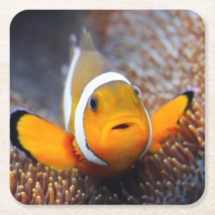 Tropical reef fish - Clownfish Square Paper Coaster