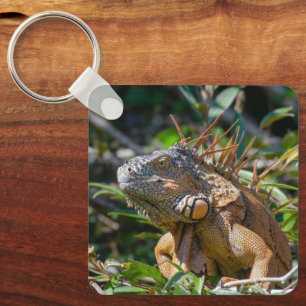 Tropical Reptile Wildlife, Iguana Key Ring
