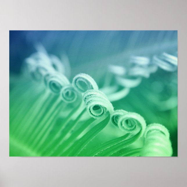 Tropical Sago Palm Tree Nature Art Photography Poster (Front)